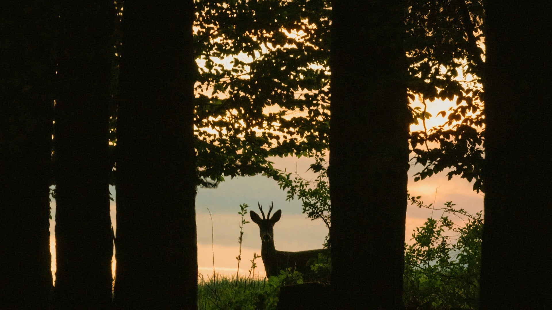 2024–2025 Hunting Season in Florida