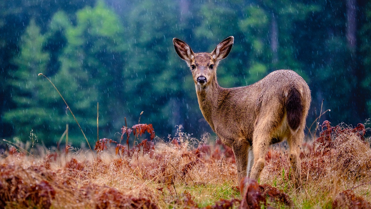 Hunting Season Guide