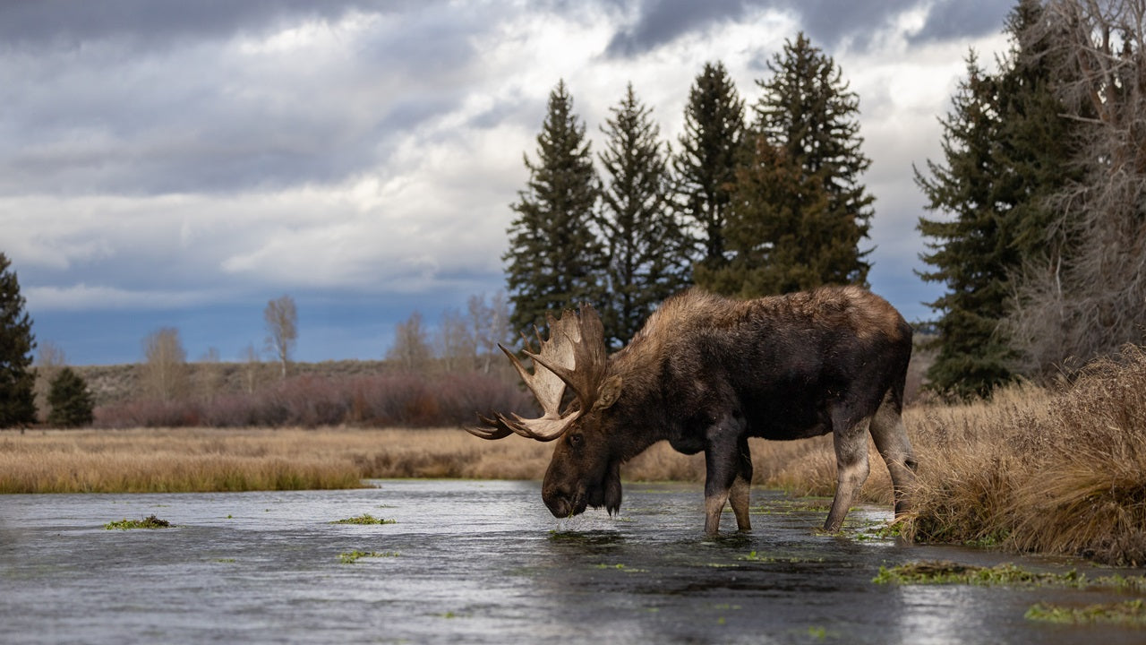 Birch’s Complete Guide to Moose Hunting