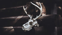 2024-2025 Hunting Season in Colorado