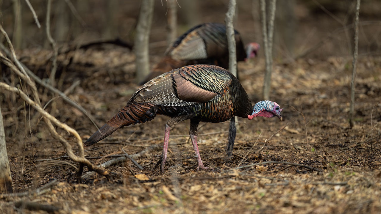 Birch’s Complete Guide to Turkey Hunting: All You Need to Know
