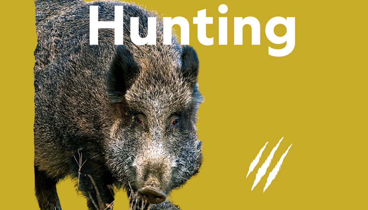eBike Boar Hunting 101: What to Do and Expect