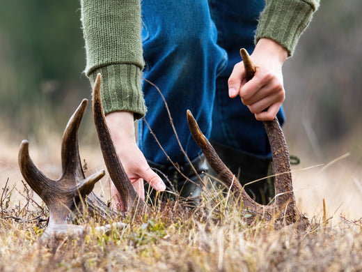 7 Strategies to Maximize Your Shed Hunting Experience