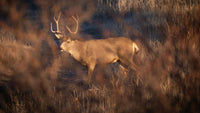 2024–2025 Hunting Season in Wyoming