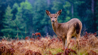 2024-2025 U.S. Hunting Season Guide