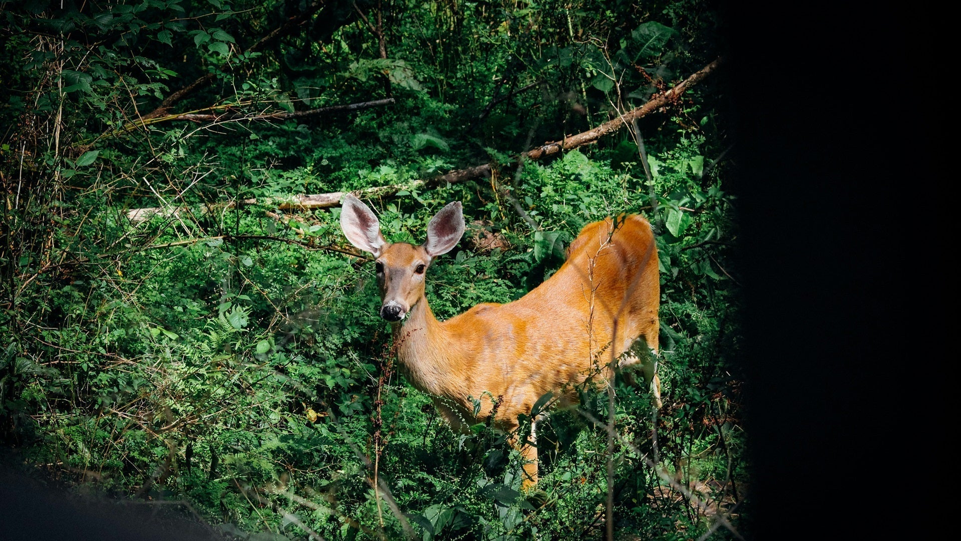 2024–2025 Hunting Season in Alabama